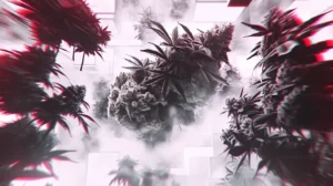 Cannabis Strains Guide