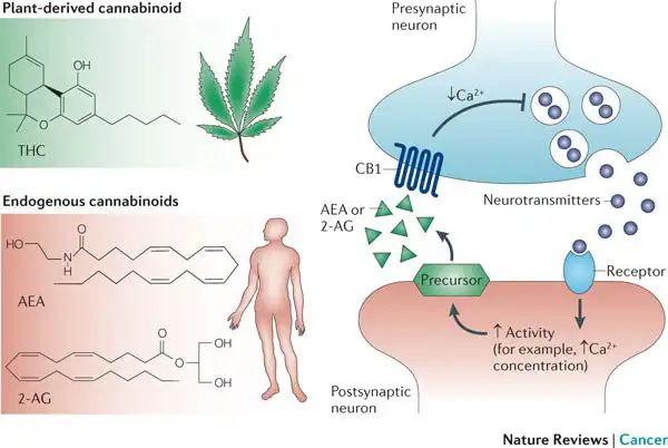 diagram explaining how cannabinoids interact with the endocannabinoid system.