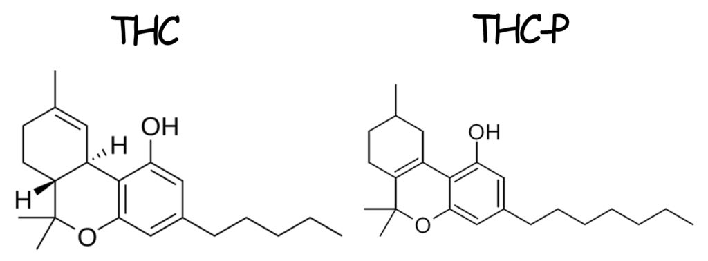 THC - THCP