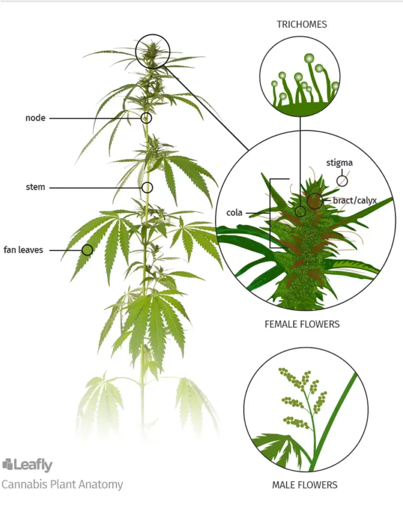 cannabis composition