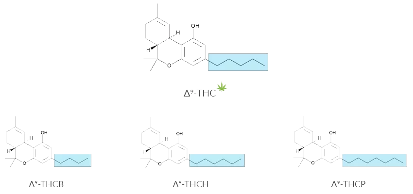 Chemical structure diagram comparing THCH and Delta-9-THC, highlighting the hexyl vs. pentyl side chains.