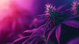 Premium Cannabis Strains