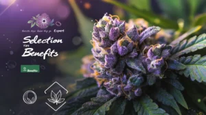 Premium Indica Strains