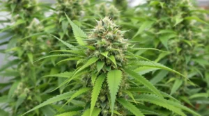 Premium Sativa Strains