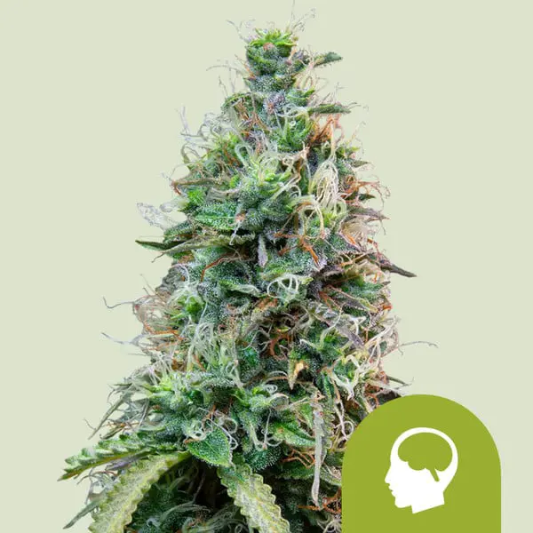 THC amnesia-haze-automatic THC amnesia haze automatic