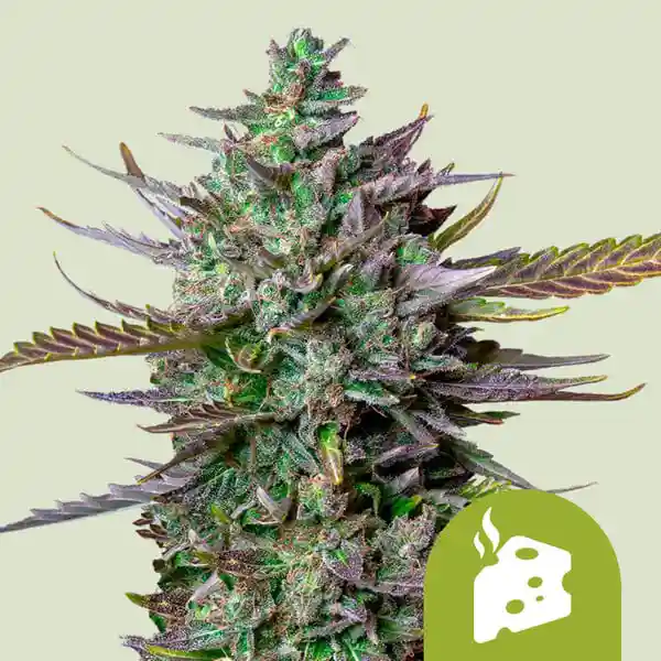 blue-cheese-automatic THC blue-cheese-automatic
