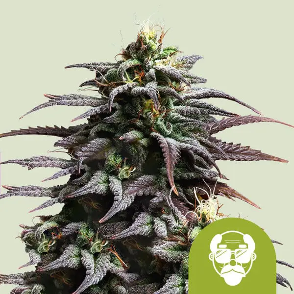 granddaddy-purple-automatic THC granddaddy-purple-automatic
