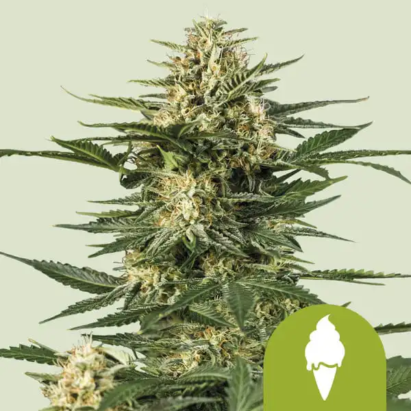 green-gelato-automatic THC green-gelato-automatic