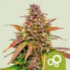 Bubble Kush Auto (x3)