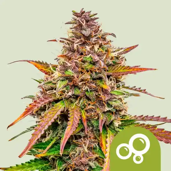 Bubble Kush Auto (x3)