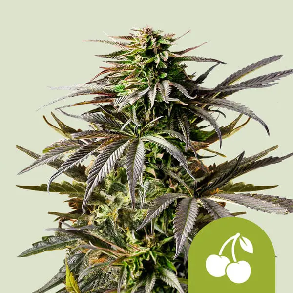 Cherry Pie Auto (x3)
