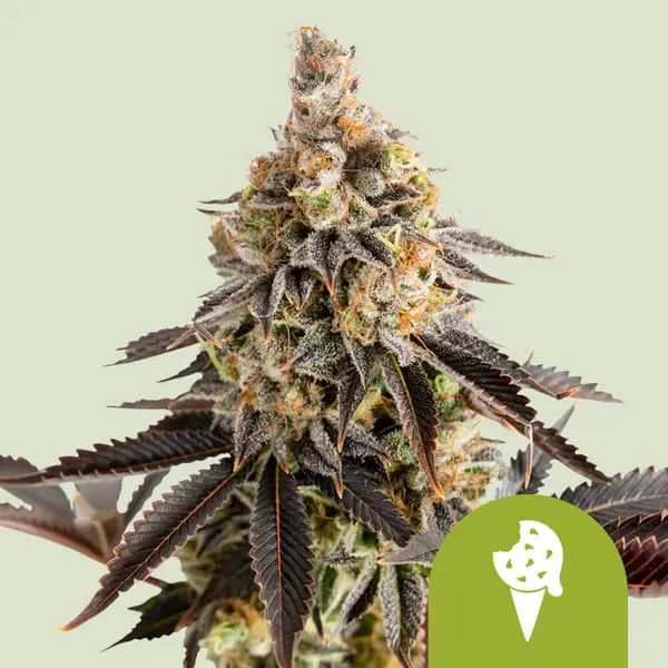 Cookies Gelato Auto (x3)