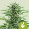 Easy Bud (x3)